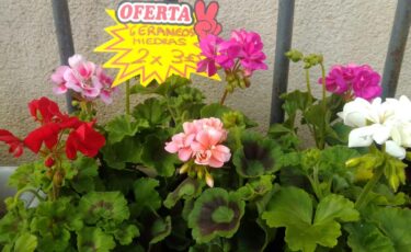 Tienda Viveros Tejerina